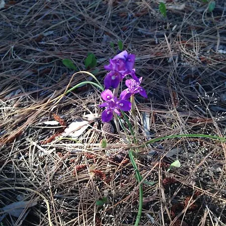 Вилла Di Fuoco Капо-Ватикано