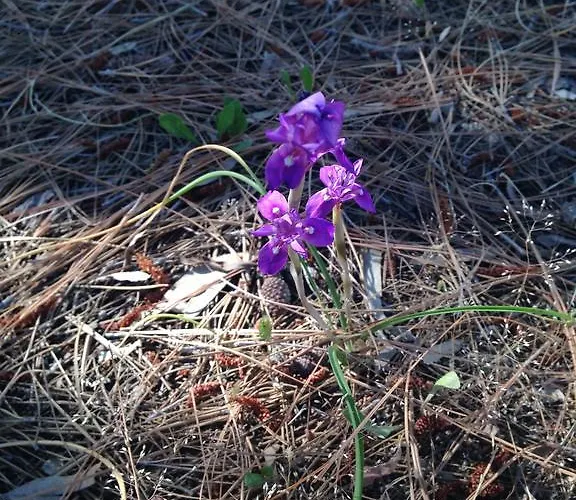 Villa Di Fuoco Capo Vaticano